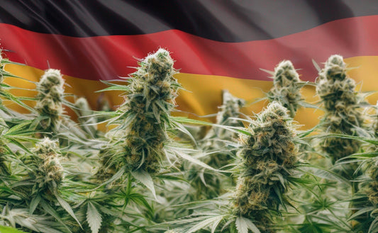 Cannabis-Kultur in Deutschland: Ein neues Kapitel beginnt